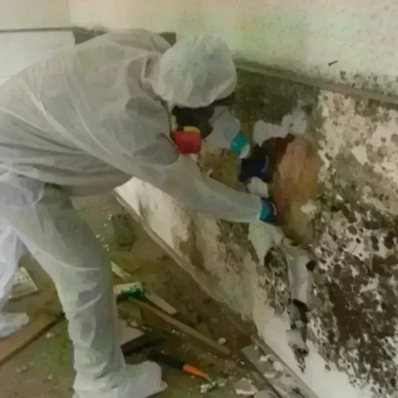 Mold Remediation and Removal in Ettrick, VA